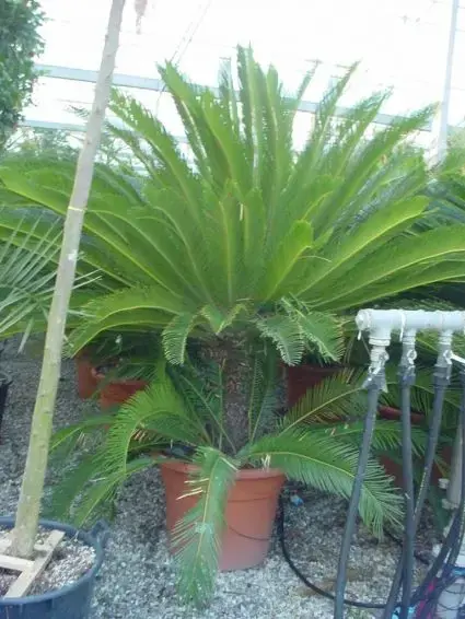 Cycaspalm (Cycas revoluta) - Dagdeal