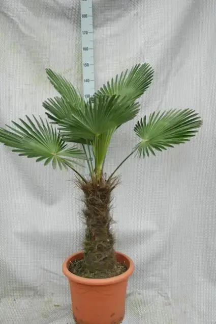 Winterharde palm (Trachycarpus wagnerianus) - Goed beoordeeld
