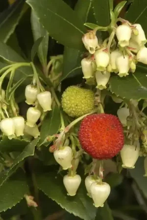 Zojuist toegevoegd | Aardbeiboom als struik (Arbutus unedo)