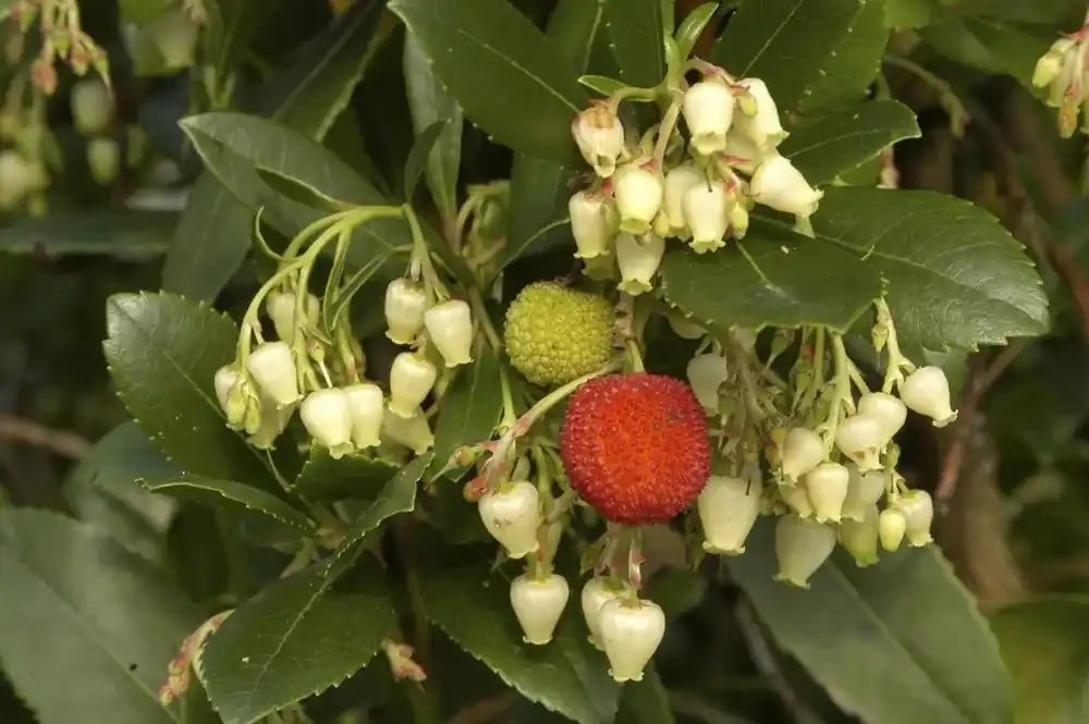 Zojuist toegevoegd | Aardbeiboom als struik (Arbutus unedo)