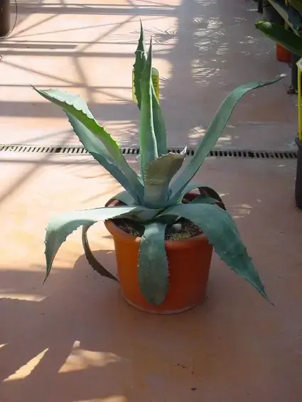 Agave (Agave americana) - Spoedlevering