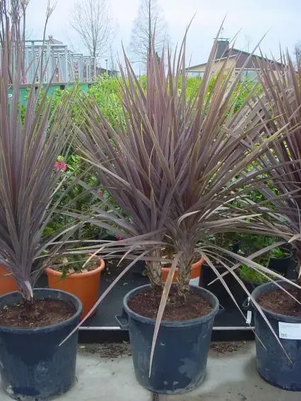 Cordyline (Cordyline australis ‘Atropurpurea‘) | Klaar voor verzending