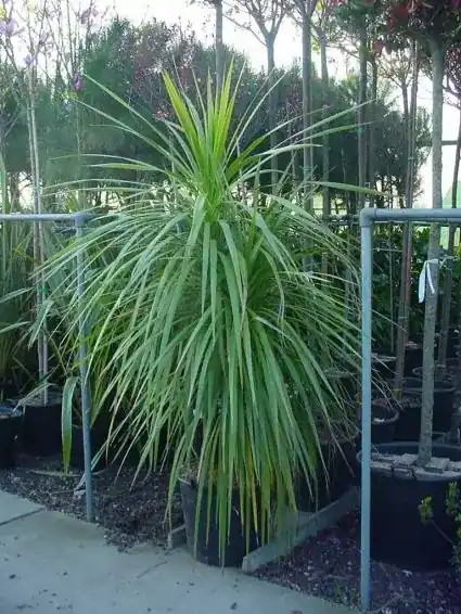 Cordyline (Cordyline australis) | Laatste stuks
