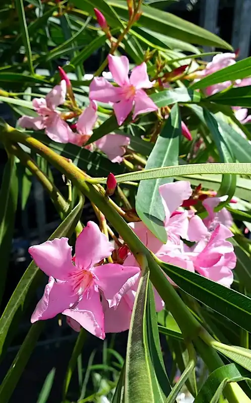 Roze Oleander (Nerium oleander) | Bestseller