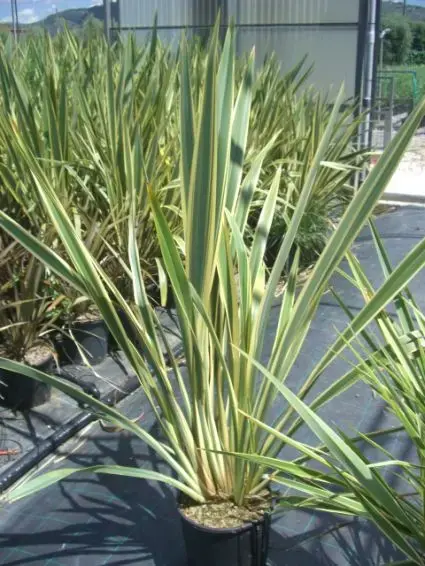 Direct bestellen | Nieuw Zeelands vlas (Phormium tenax ‘Variegatum‘)