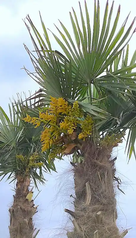 Alleen vandaag | Winterharde palm (Trachycarpus fortunei)