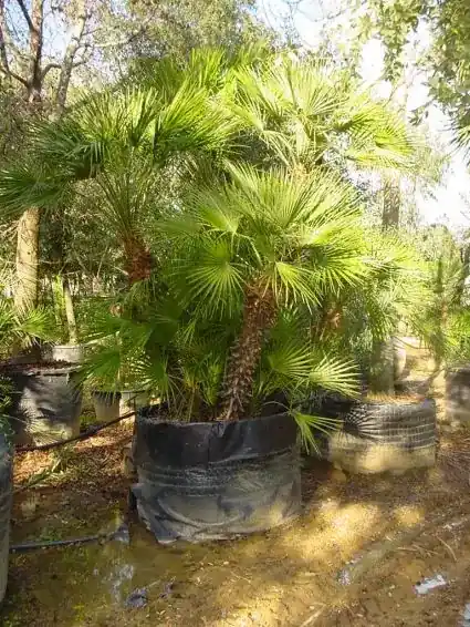 Actieprijs | Dwergpalm (Chamaerops humilis ‘Vulcano‘)