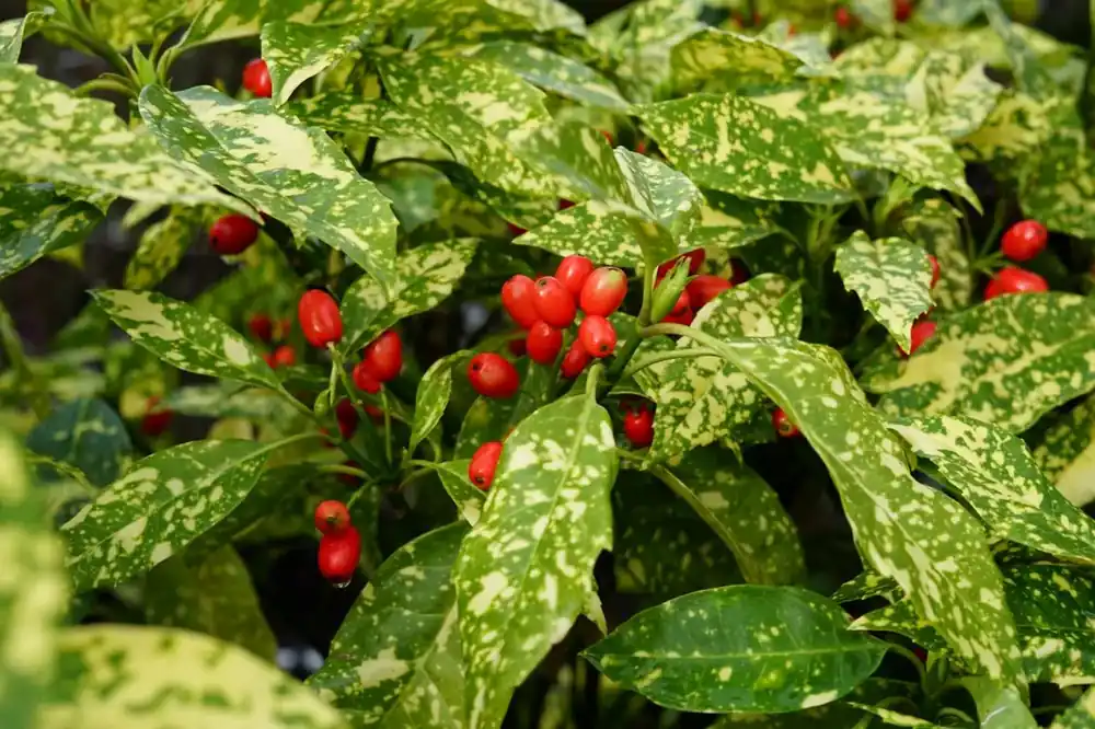 Broodboom (Aucuba japonica ‘Variegata‘) - Eenvoudig retourneren