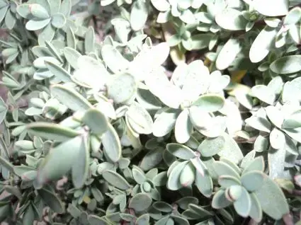 Premium | Veronica (Hebe pinguifolia ‘Pagei‘)