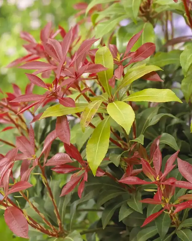 Mis het niet - Rotsheide (Pieris japonica ‘Mountain Fire‘)
