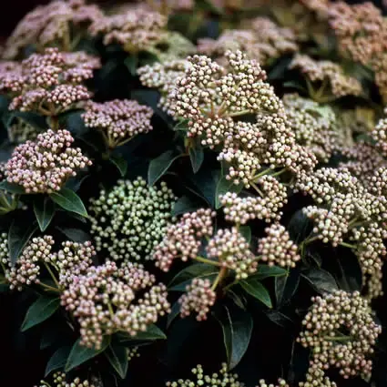 Groenblijvende Sneeuwbal kopen? Viburnum tinus met groeigarantie | Online bestellen