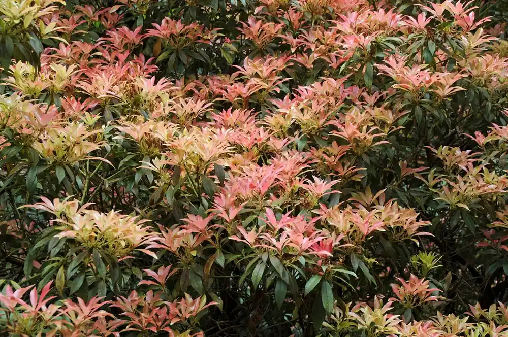 Premiumkwaliteit - Rotsheide (Pieris japonica)