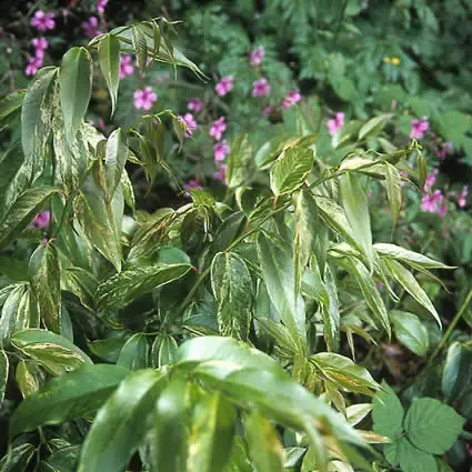 Klantfavoriet - Druifheide (Leucothoe fontanesiana ‘Rainbow‘)