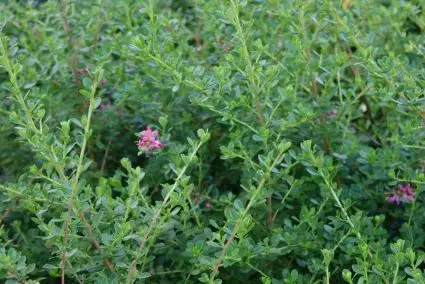 Nieuwe release - Escallonia (Escallonia ‘Donard Seedling‘)