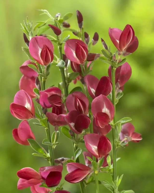 Brem (Cytisus ‘Boskoop Ruby‘) - Rechtstreeks van de fabrikant