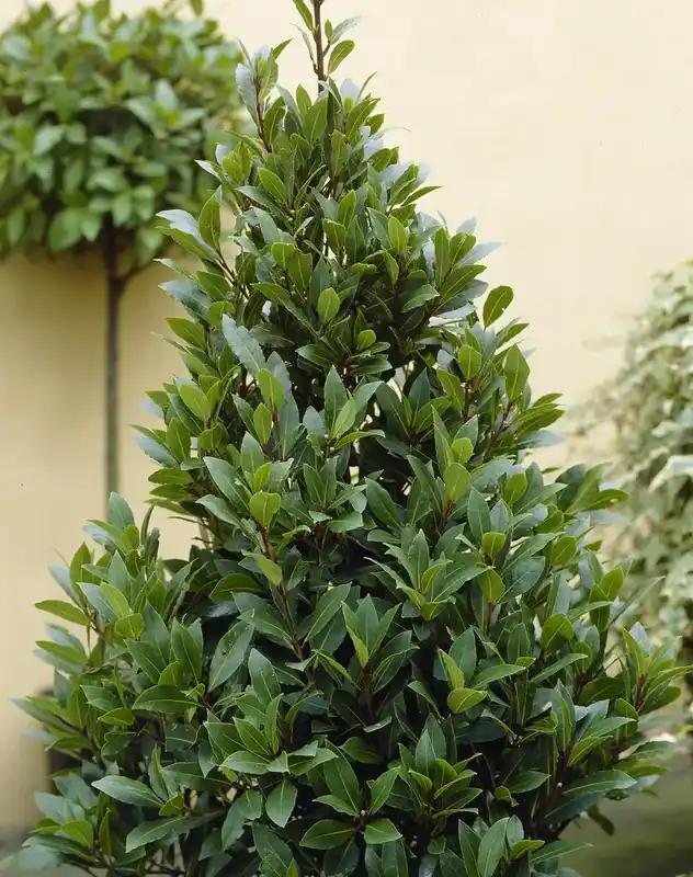 Scherp geprijsd | Echte laurier (Laurus nobilis)