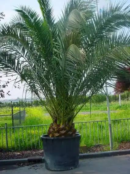 Canarische dadelpalm (Phoenix canariensis) - Nu beschikbaar