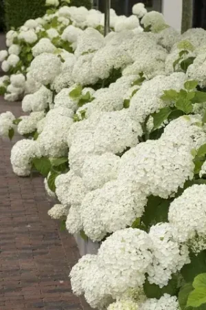 Actieprijs | Annabelle hortensia (Hydrangea Strong Annabelle) kopen met garantie?