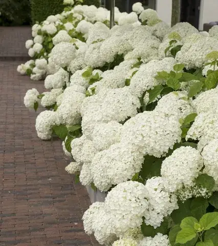 Actieprijs | Annabelle hortensia (Hydrangea Strong Annabelle) kopen met garantie?