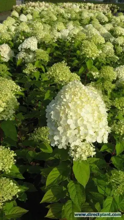 Makkelijk bestellen - Witte Pluimhortensia kopen? Hydrangea paniculata Limelight met garantie