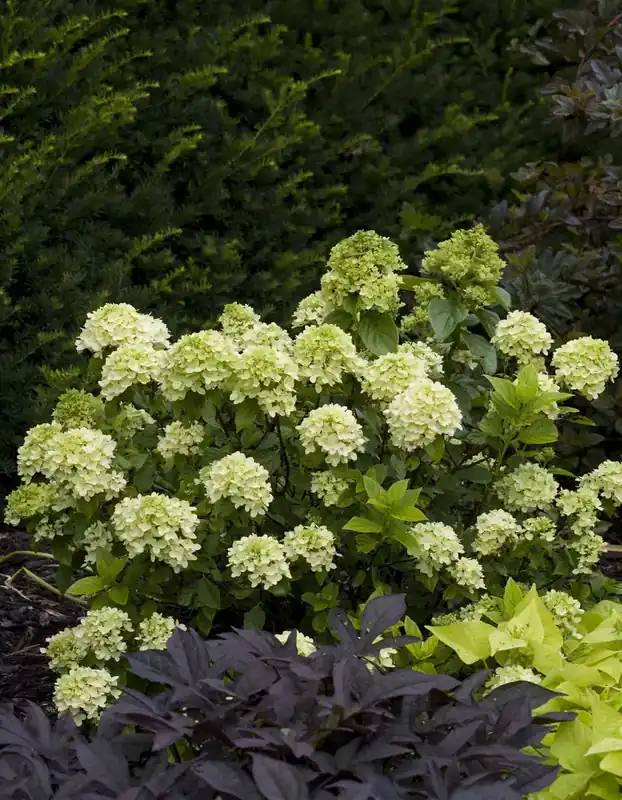Topdeal | Pluimhortensia kopen? Hydrangea Little Lime - Kleinblijvend