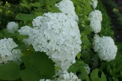 Hortensia Annabelle kopen? Hydrangea Annabelle met garantie - Goed beoordeeld
