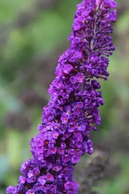 Bijna uitverkocht | Vlinderstruik kopen? Buddleja Black Knight met groeigarantie