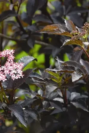 Zwarte vlier (Sambucus nigra ‘Black Beauty‘) | Korting