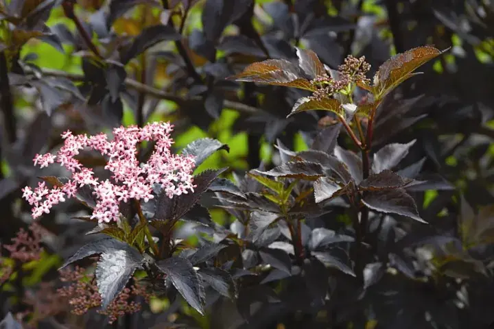 Zwarte vlier (Sambucus nigra ‘Black Beauty‘) | Korting