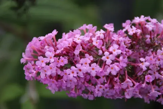 Roze Vlinderstruik kopen en online bestellen Directplant - Koopje