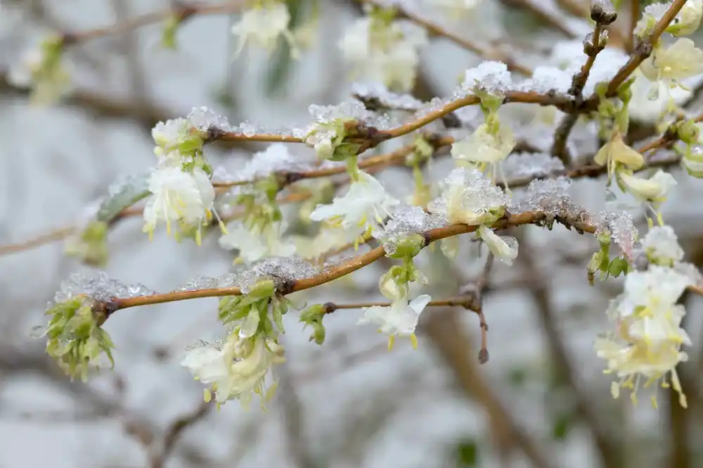 struikkamerfolie (Lonicera purpusii ‘Winter Beauty‘) - Beperkte voorraad