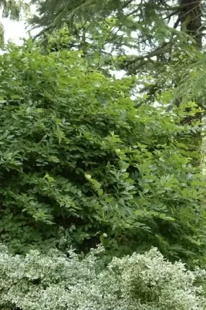 Actie - Winterkamperfoelie (Lonicera fragrantissima)