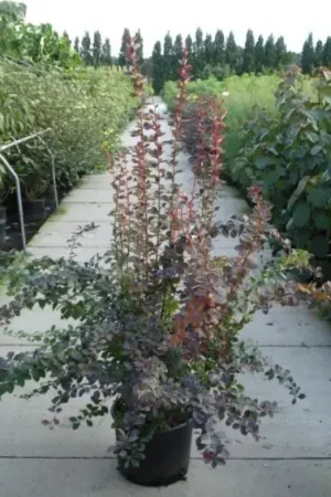 Zuurbes (Berberis ott. ‘Superba‘) - Zolang de voorraad strekt