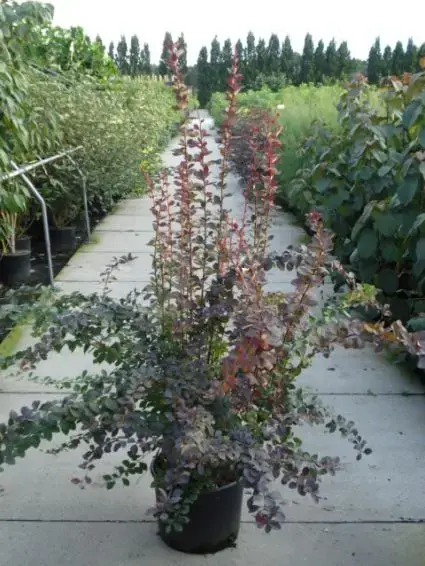 Zuurbes (Berberis ott. ‘Superba‘) - Zolang de voorraad strekt