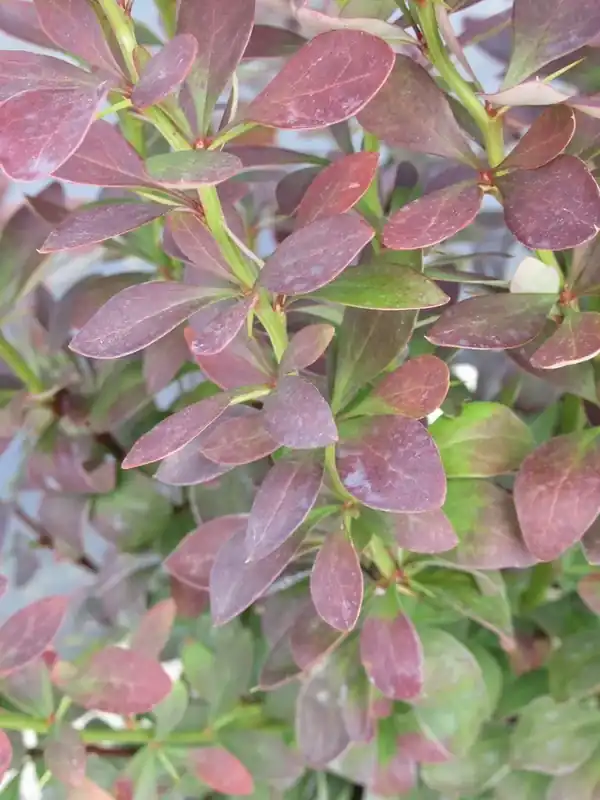 Topkwaliteit | Zuurbes (Berberis ‘Red Rocket‘)