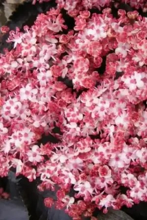 Zwarte Vlier (Sambucus nigra ‘Black Tower‘) | Bestel vandaag