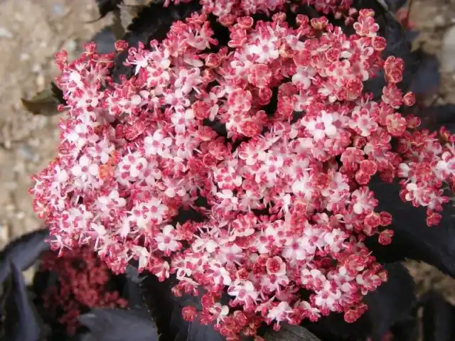 Zwarte Vlier (Sambucus nigra ‘Black Tower‘) | Bestel vandaag