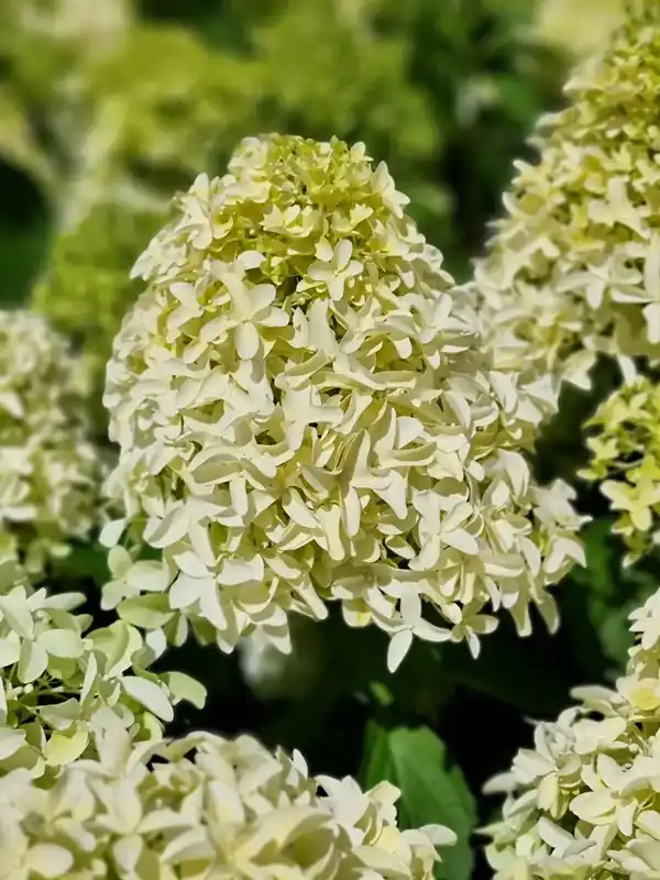 Populair bij klanten - Pluimhortensia (Hydrangea paniculata ‘Skyfall‘)