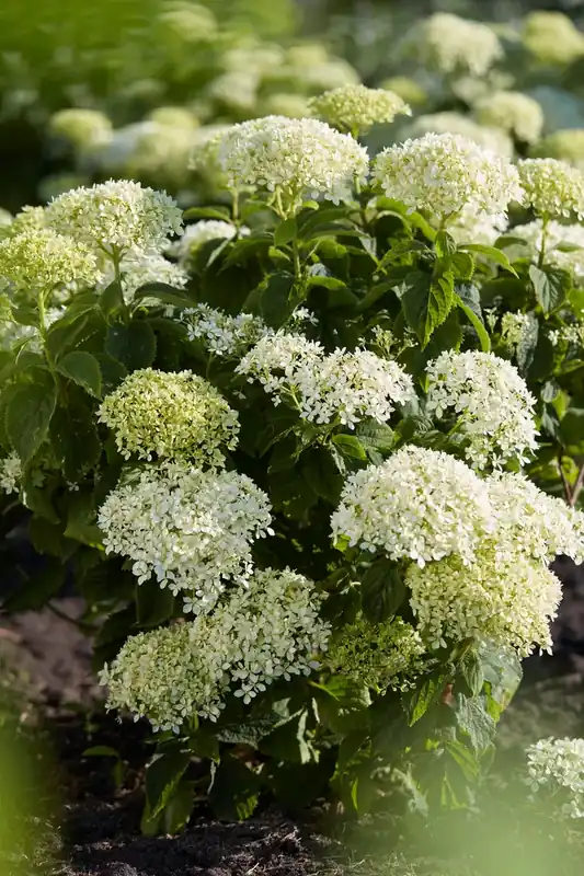 Voordeelprijs | Hortensia (Hydrangea ‘BellaRagazza Limetta‘)