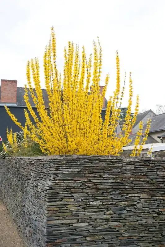 Bespaar nu | Chinees Klokje (Forsythia intermedia ‘Week-end‘)