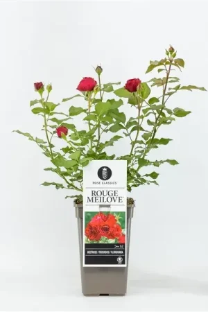 Wees er snel bij | Trosroos (Rosa ‘Rouge Meilove‘)