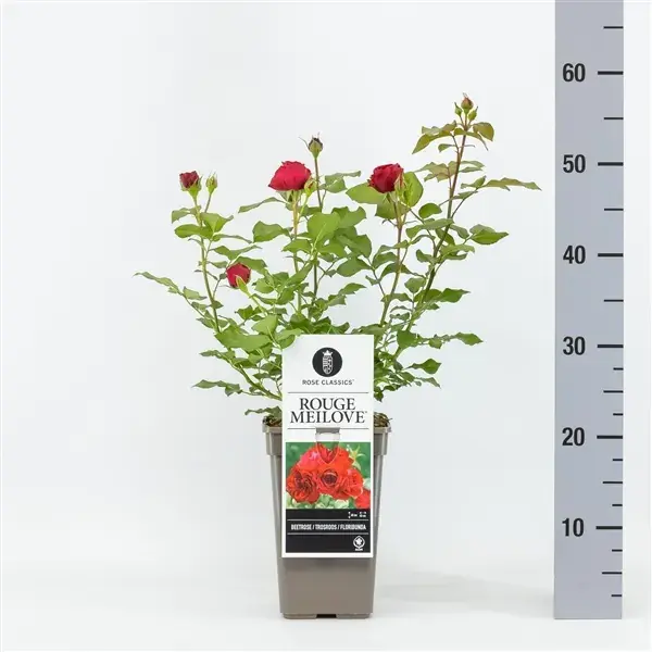 Wees er snel bij | Trosroos (Rosa ‘Rouge Meilove‘)