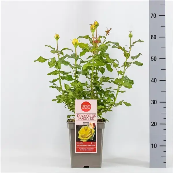 Grootbloemige roos (Rosa ‘Diamonds Forever‘) | Spoedlevering