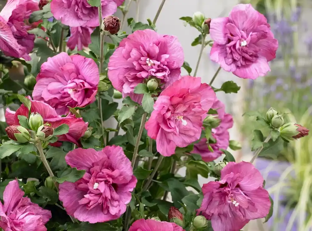 Net gelanceerd | Altheastruik (Hibiscus syriacus ‘Magenta Chiffon‘)