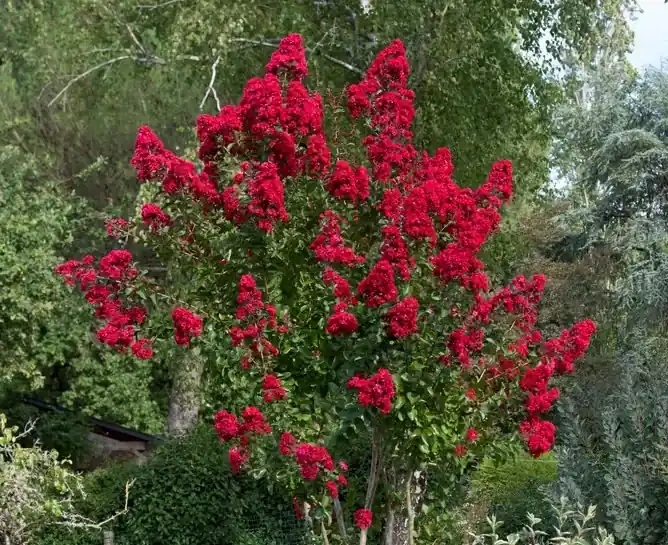 Veilig winkelen | Lagerstroemia (Lagerstroemia indica ‘Dynamite‘)