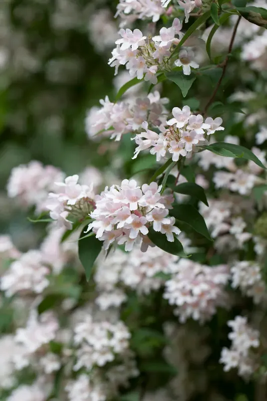 Veilig betalen - koninginnenstruik (Kolkwitzia amabilis)
