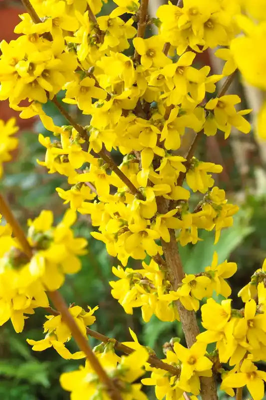 Chinees klokje (Forsythia ‘Goldrausch‘) | Nu beschikbaar
