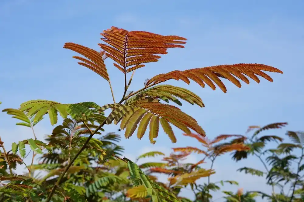 Perzische slaapboom als struik (Albizia julibrissin ‘Evey’s Pride’) | Koopje