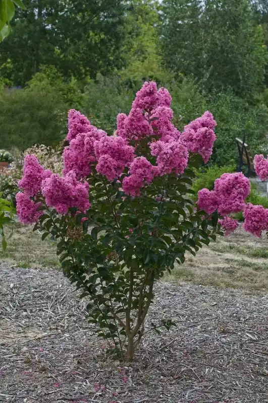 Direct kopen - Lagerstroemia roze (Lagerstroemia indica)