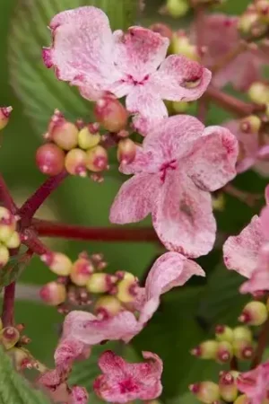 Zeer goed beoordeeld - Japanse sneeuwbal (Viburnum plicatum ‘Kilimandjaro Sunrise‘)